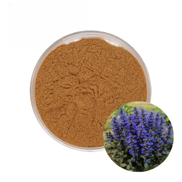 Ajuga Turkestanica Extract – Grherb Website